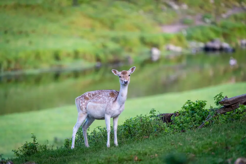 15 Compelling Reasons Why Frozen Foods Are Gaining Popularity Worldwide 9 a deer standing on grass by a body of water